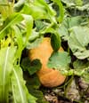 Growing squash for Reading Town Meal