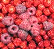 Raspberries and Wineberries for Reading Town Meal