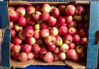 Apples for Reading Town Meal