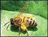 Reading Beekeepers bee