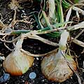 Onions growing
