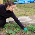 Weeding the strawberry bed