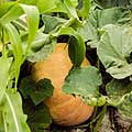 Pumpkins growing